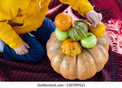 A child playing wiith pumpkins do tower in the park on Thanksgiving Day. Copy space for your text. Pumpkin decoration for Halloween. Pumkins wallpaper. Rustic vintage background with Differe