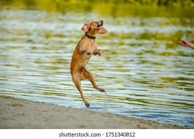 child plays with a dog on the banks of the Desna River .city Chernihiv Ukraine June 07, 2020 - Powered by Shutterstock