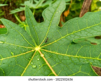 Child Praying Mantis On Papaya Leaves