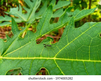 Child Praying Mantis On Papaya Leaves