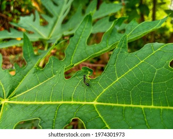 A Child Praying Mantis Is Playing On A Leaf