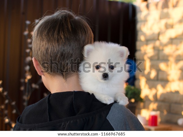 Child and puppy\
Spitz. The dog in the\
family.