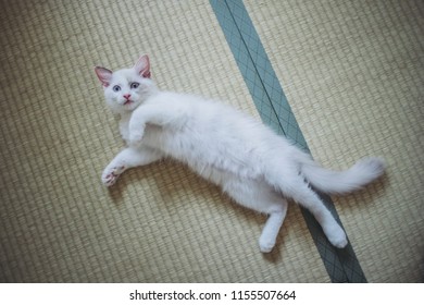 Ragdoll Cat Stock Photos Images Photography Shutterstock