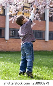 Child Reaching Up To Blossoming Cherry Tree In Spring.