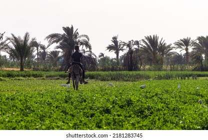 1,176 Donkey Egypt Images, Stock Photos & Vectors | Shutterstock