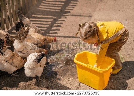 A child in rustic clothes feeds chickens on a farm with grain from a bucket. The girl helps to raise domestic birds.