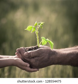 Child and senior man holding green plant in hands. Ecology concept