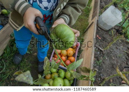 Similar – Image, Stock Photo Children and senior woman putting apples inside of wicker baskets