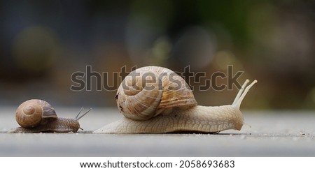 child snail following mother snail, small and big escargot on their way