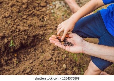 Child Sowing Vegetables In The Home Garden. Sow Carrots, Beets, Fennel. Spring Gardening