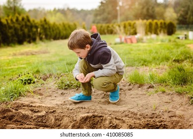 Child Sowing Vegetables In The Home Garden. Sow Carrots, Beets, Fennel. Spring Gardening