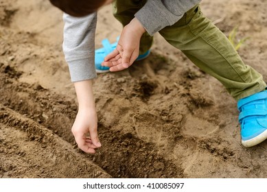 Child Sowing Vegetables In The Home Garden. Sow Carrots, Beets, Fennel. Spring Gardening