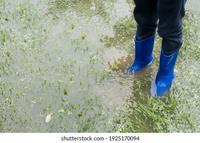 The child stands in the garden in the water, feet in rainfoot. The garden is flooded. Consequences of downpour, flood. Rainy summer or spring