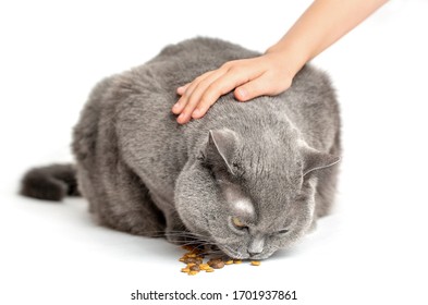 A child strokes a cat eats. White background