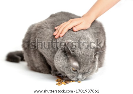A child strokes a cat eats. White background