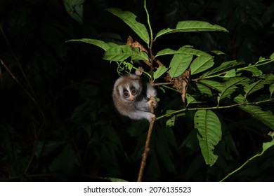 Child of Sunda Slow Loris on the tree