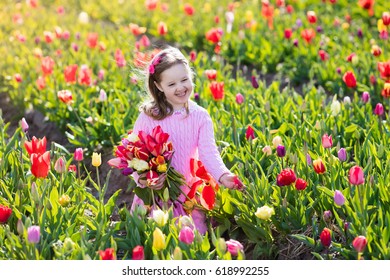 Child In Tulip Flower Field. Little Girl Cutting Fresh Tulips In Sunny Summer Garden. Kid With Flower Bouquet For Mother Day Or Birthday Present. Toddler Picking Red Flowers In Blooming Spring Meadow