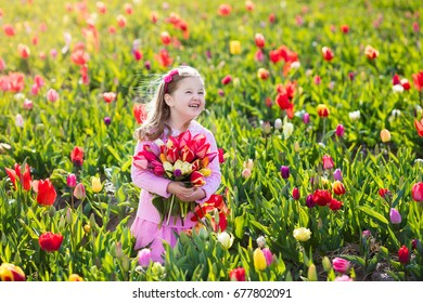 Child In Tulip Flower Field. Little Girl Cutting Fresh Tulips In Sunny Summer Garden. Kid With Flower Bouquet For Mother Day Or Birthday Present. Toddler Picking Red Flowers In Blooming Spring Meadow.