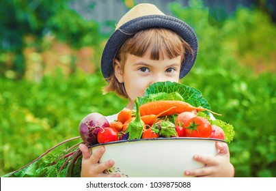 Child And Vegetables On The Farm. Selective Focus. 