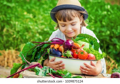 Child And Vegetables On The Farm. Selective Focus. 