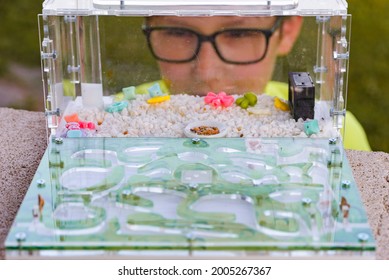 
Child Watching Ants In An Ant Farm