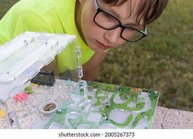 
Child Watching Ants In An Ant Farm