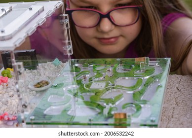 Child Watching Ants In An Ant Farm
