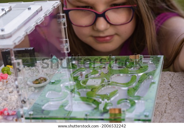Child watching ants in an\
ant farm