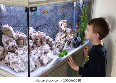 Child Watching Fish Tank. Aquarium With Cichlids