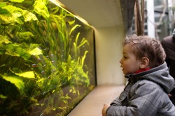 The Child Watching Fishes In An Aquarium