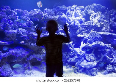 Child watching reef fish in a large Aquarium