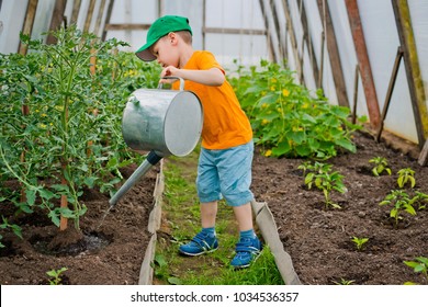 child watering beds in the greenhouse watering can
