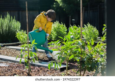 Child watering the vegetable garden and herb garden. Little boy dressed in yellow watering the plants with a watering can outside. Growth concept.