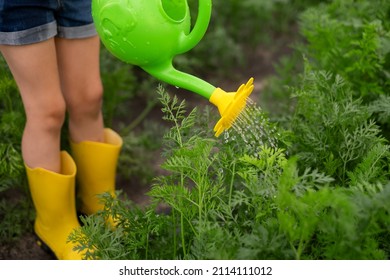 A child in yellow gumboots is watering plants in the kitchen-garden from a toy watering can. Close-up irrigation of vegetables during the drought season for good growth