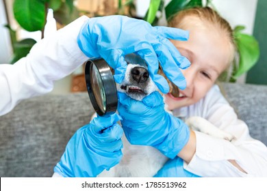 Children In Blue Medical Gloves Examine A Teeth Of The Dog Jack Russell Under A Magnifying Glass. Scientific Work, Homework, Play. Veterinary Clinic, Animal Dentistry. Selective Focus. 