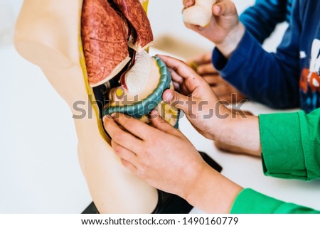 Children in a classroom using an anatomical model of the human body.