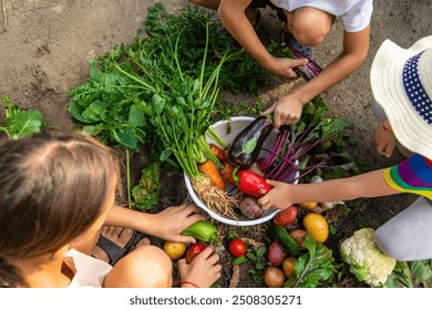 children collect vegetables in the plot. Selective focus.