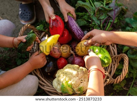 children collect vegetables in the plot. Selective focus.
