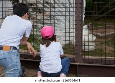 Children are delighted to watch a white peacock fluffing a gorgeous tail in the aviary.                               