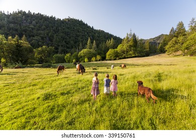 Children & Dog Watching Free Range Horses In Pasture, Bar 717 Ranch, Northern California