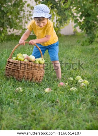 Similar – Happy kid putting apple in wicker basket with harvest