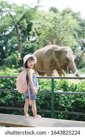 Children feed Asian elephants in tropical safari park during summer vacation. Kids watch animals - Shutterstock ID 1643825224