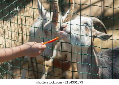 Children feed carrots to domestic goats at the zoo or on a farm behind a fence.