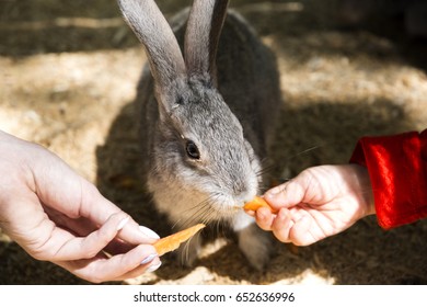 Children Feed Rabbit In Contact Petting Zoo  