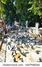 Children Feeding Birds In Eyüpsultan, 6 July 2019, Eyupsultan - İstanbul