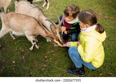 Children Feeding Goat In Agritourism Farm