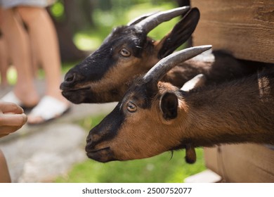 Children feeding goats in farm or petting zoo on a sunny day. - Powered by Shutterstock