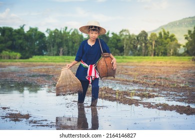 Children Finding Fish On Tradition Tool For Catch Fish In Rice Field Of Rural, Asian Kid Catching Fish In Mud On Beautiful Landscape Sky And Field Background, Happy People Of Activity, Fishing Concept