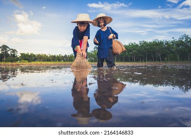 Children Finding Fish On Tradition Tool For Catch Fish In Rice Field Of Rural, Asian Kid Catching Fish In Mud On Beautiful Landscape Sky And Field Background, Happy People Of Activity, Fishing Concept