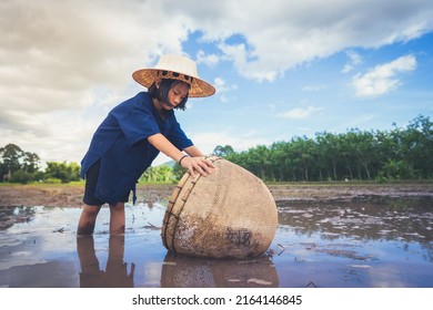 Children Finding Fish On Tradition Tool For Catch Fish In Rice Field Of Rural, Asian Kid Catching Fish In Mud On Beautiful Landscape Sky And Field Background, Happy People Of Activity, Fishing Concept